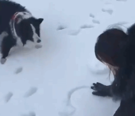 这才是真正的凉心被狗吃了动物gif搞笑图片