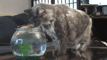 这回可把喵星人吓的不轻动物gif搞笑图片