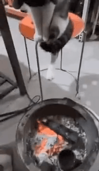 别动我的juo动物gif搞笑图片