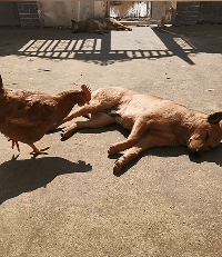 狗子：梦想成真了！动物gif搞笑图片