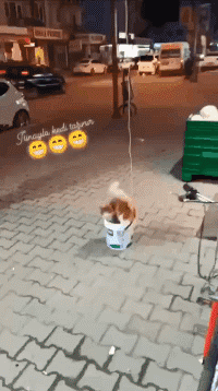 猫咪赶紧上来动物gif搞笑图片