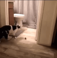 这只猫要闲疯了动物gif搞笑图片