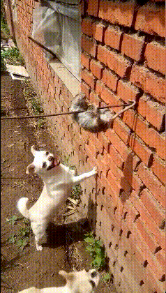 狗子：你下来，我不咬你动物gif搞笑图片