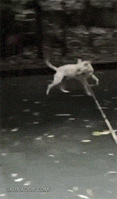 狗子练会了大狗棍法第七试动物gif搞笑图片