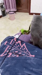 因为意外引发一场战争动物gif搞笑图片