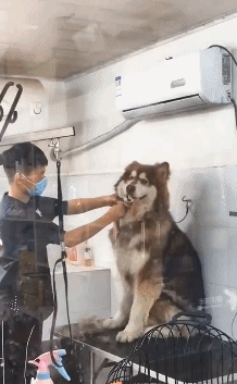 仔细看狗子的表情动物gif搞笑图片