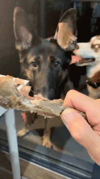 哈哥的世界咱们不懂动物gif搞笑图片