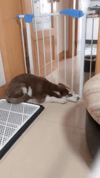 二哈：我怕不配合等下就真落在我身上了动物gif搞笑图片