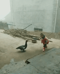 大鹅：今天要跟你大战三百回合动物gif搞笑图片