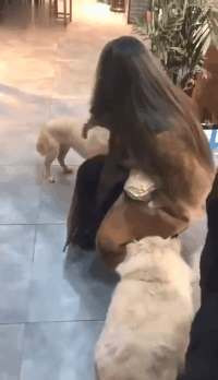 狗子的勇气可嘉，母老虎你也敢上动物gif搞笑图片