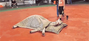 别掀我的小被子动物gif搞笑图片