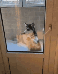 铲屎的，我饿了动物gif搞笑图片