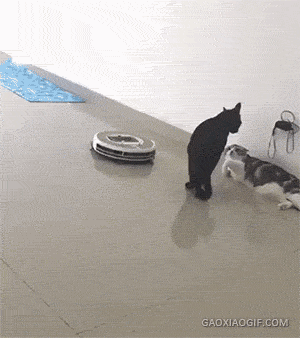 走开，别打扰我动物gif搞笑图片