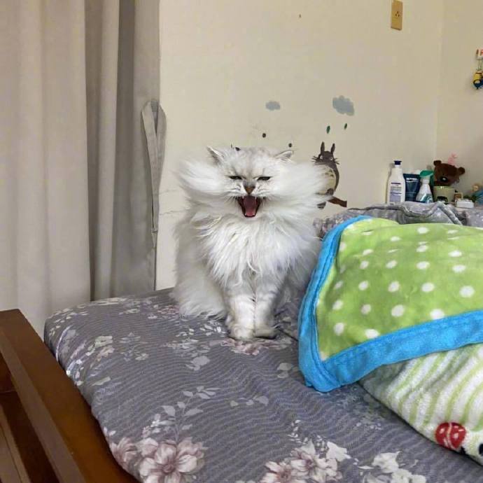 这世间，一物降一物罢了动物gif搞笑图片