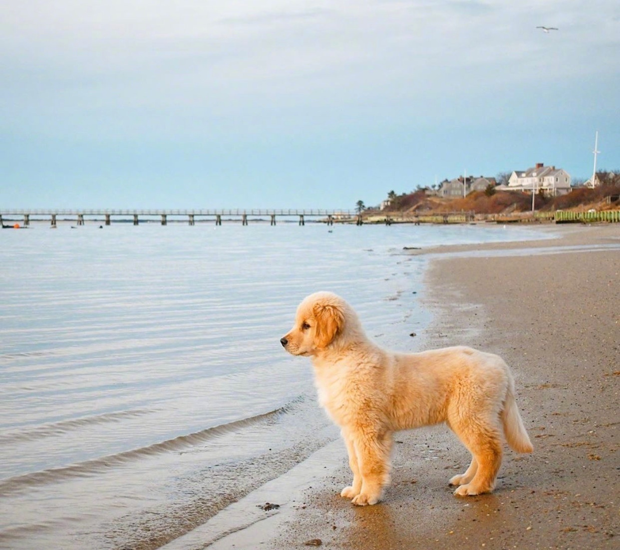 金毛动物gif搞笑图片