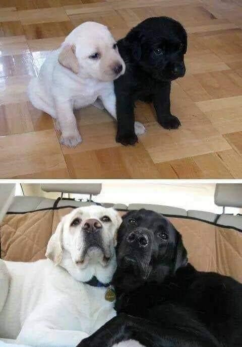 两小无猜，一起长大动物gif搞笑图片