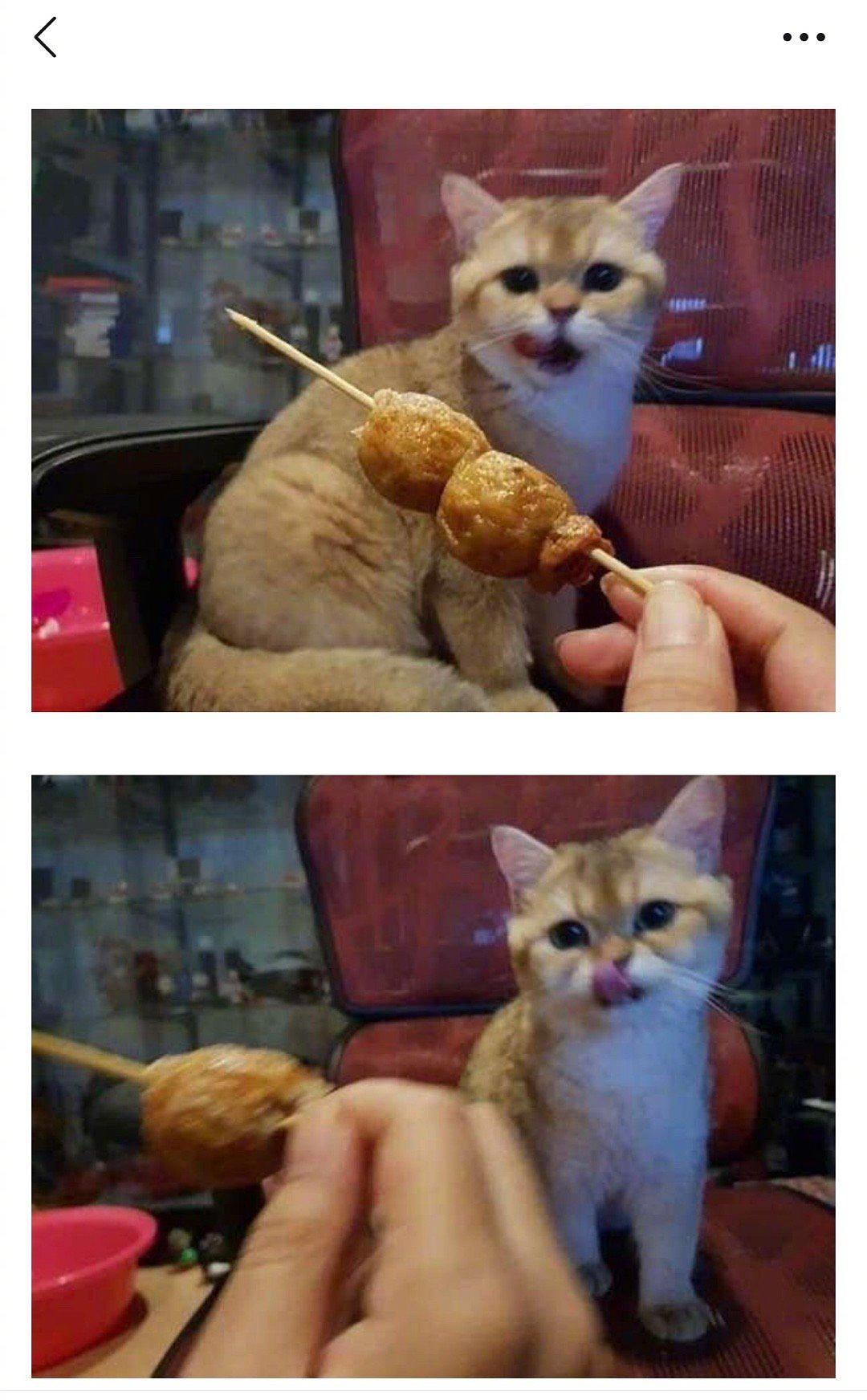 铲屎的，你良心何在动物gif搞笑图片