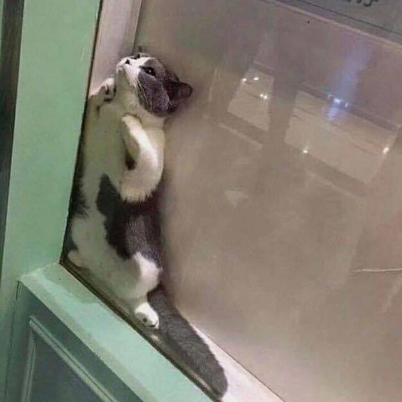 别扒拉我，我不出去动物gif搞笑图片