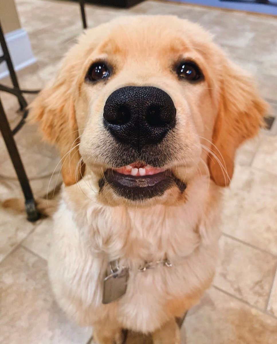 金毛换了两颗乳牙动物gif搞笑图片