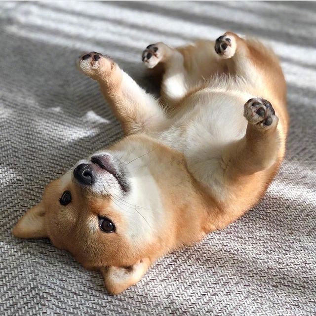 治愈的柴犬动物gif搞笑图片