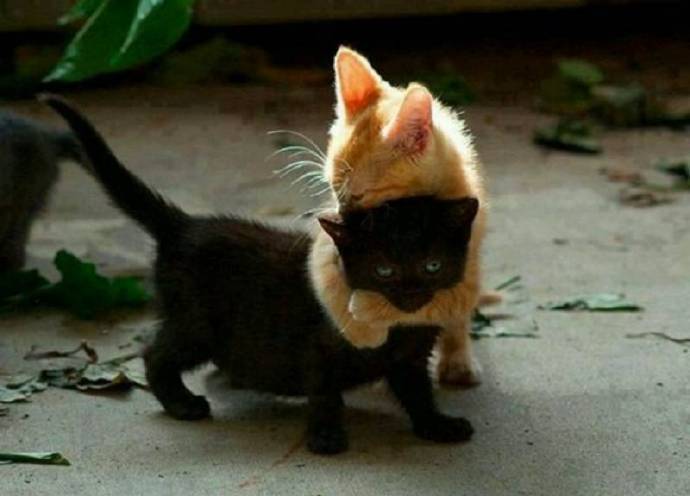 小时候我保护你，长大后换你守护我动物gif搞笑图片