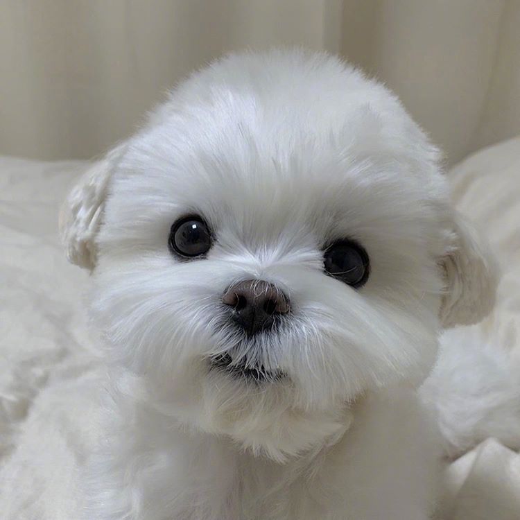 天神无邪动物gif搞笑图片