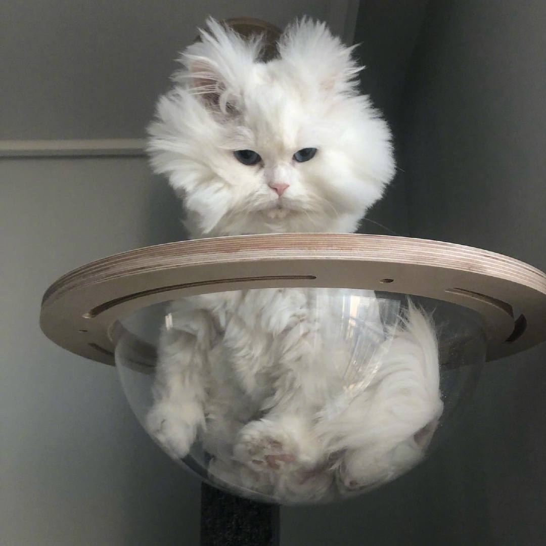 睡到怀疑人生动物gif搞笑图片