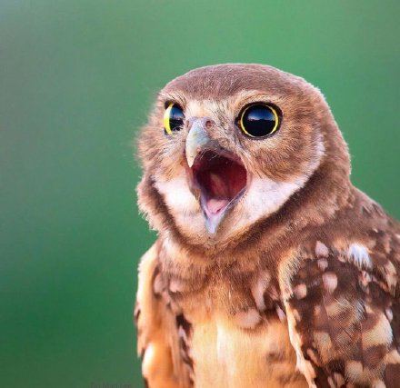 动物图片动物gif搞笑图片