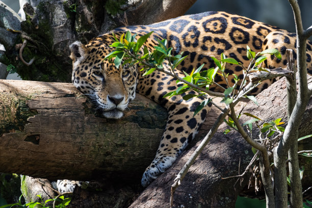 高清动物图片动物gif搞笑图片