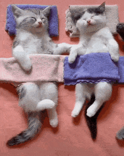 实在是太可爱了动物gif搞笑图片