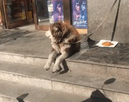 做狗呢，最重要的是开开心心鸭！ ​​​​动物gif搞笑图片