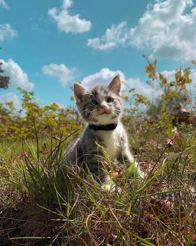 小奶猫的旅行，心都要化了动物gif搞笑图片