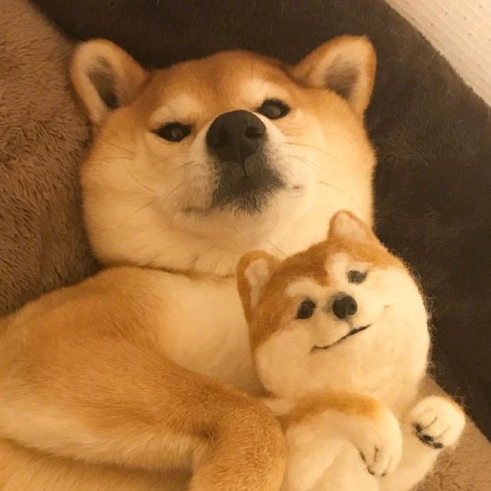 柴犬マロたん的日常动物gif搞笑图片