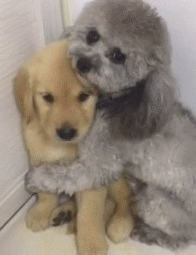 当小金毛犯错时，泰迪总是护犊子动物gif搞笑图片