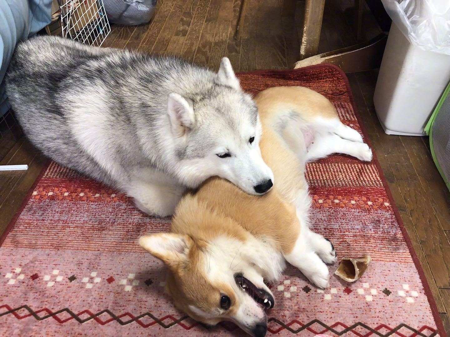 哈士奇与柯基的友情～身高差之萌动物gif搞笑图片