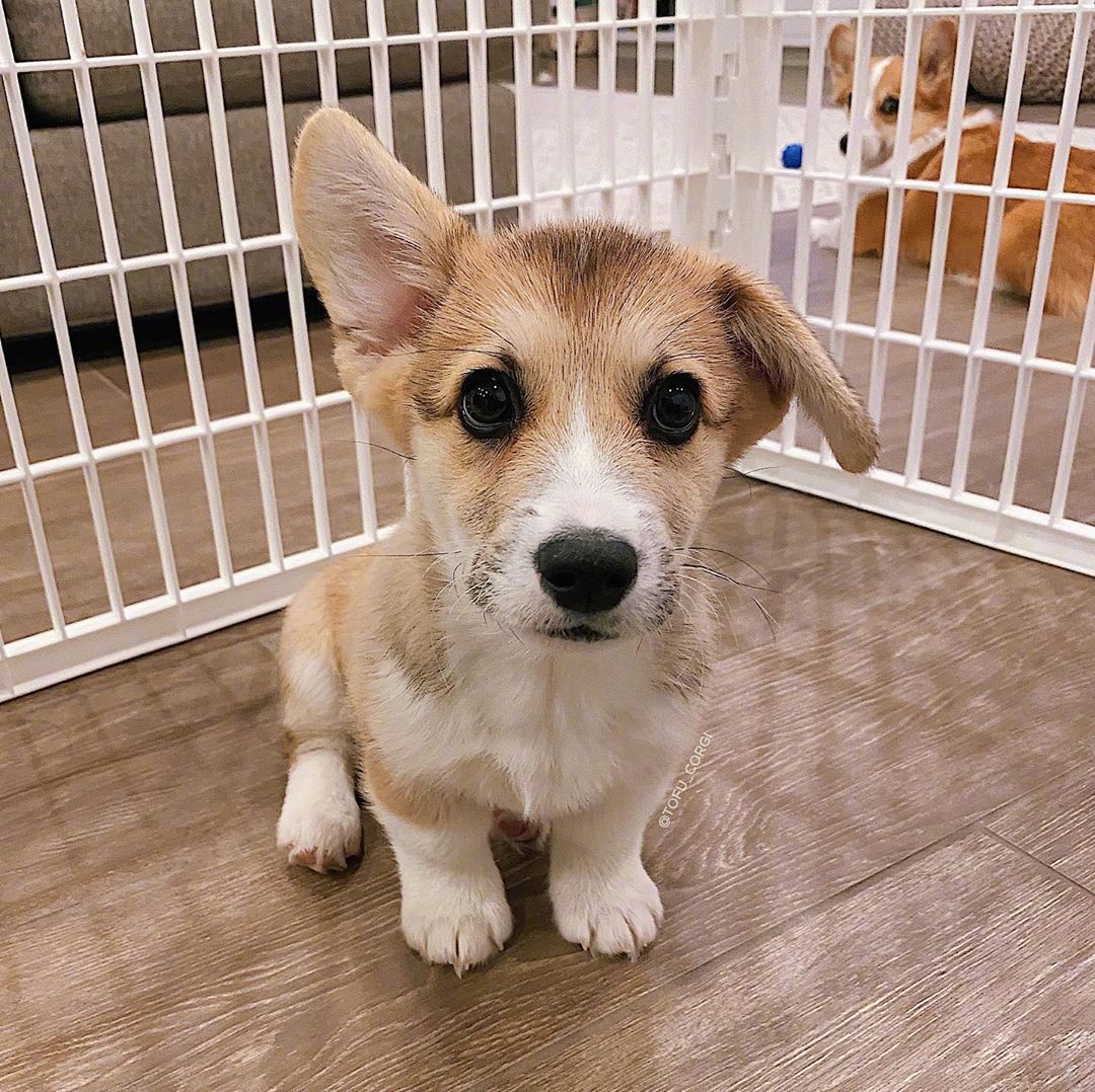 柯基快乐能量注入动物gif搞笑图片