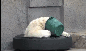 熊：这是我的三级头！动物gif搞笑图片