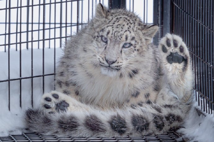 旭山动物园的雪豹给你打招呼动物gif搞笑图片