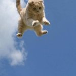 腾空而起的猫咪动物gif搞笑图片
