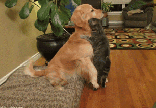 好暖的大金毛，表面上故作淡定，却被尾巴出卖的大金毛！！ 最后动物gif搞笑图片