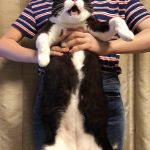 奶牛猫动物gif搞笑图片