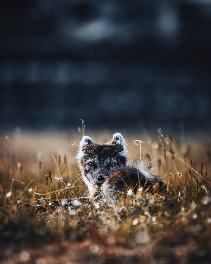 明日，你会听到久违的好消息动物gif搞笑图片