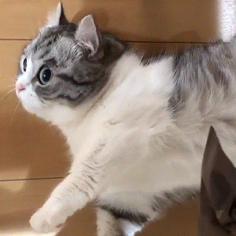 小短腿喵星人的日常，圆脑袋小兔耳太可爱了！动物gif搞笑图片