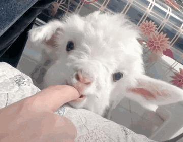 可爱小羊动物gif搞笑图片