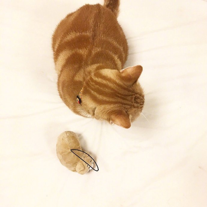 当喵星人跟玩偶互换脸之后，毫无违和感动物gif搞笑图片