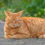 三年后，在同一个地方遇上了同一只猫！动物gif搞笑图片