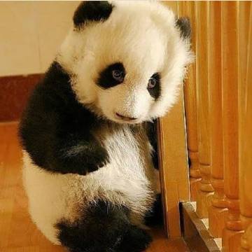 熊猫宝宝动物gif搞笑图片