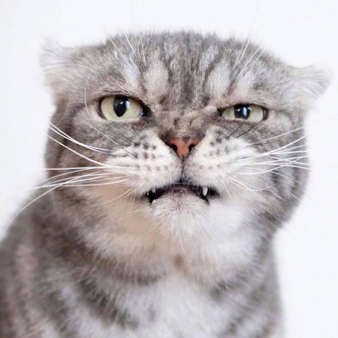 喵狠话不多，眼神自带杀气动物gif搞笑图片