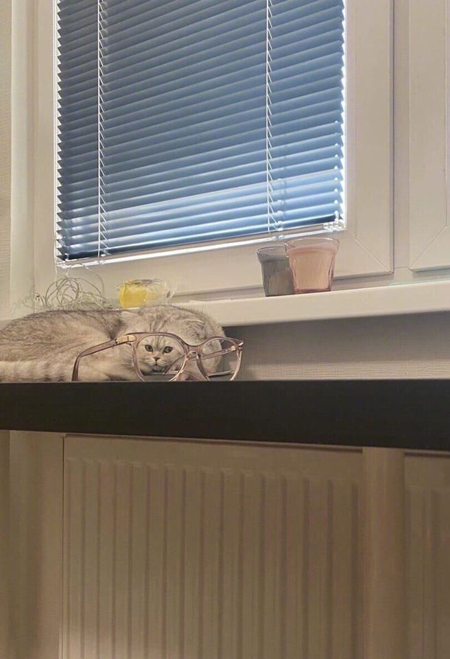 从眼镜里看猫咪，果然不一样动物gif搞笑图片