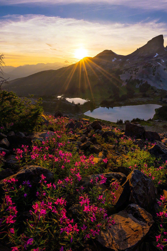 一定会有猫的动物gif搞笑图片